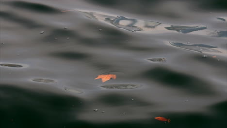 Una-Hoja-De-Naranja-Flotando-En-El-Agua