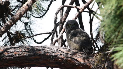 mochuelo en un árbol gira la cabeza y mira hacia la cámara