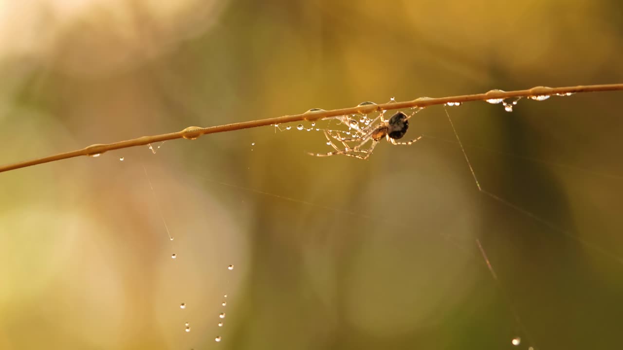 gotas de lluvia en la telaraña, telarañas en pequeñas gotas de lluvia.