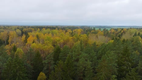 Aufnahme-Einer-Luftaufnahme-Des-Herbstwaldes,-Gelbe-Blätter-Auf-Bäumen,-Idyllische-Naturszene-Mit-Fallendem-Laub,-Herbstmorgen,-Breite-Drohnenaufnahme,-Die-Sich-Vorwärts-Bewegt