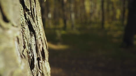 old tree with grey bark and green moss in semi-dark forest