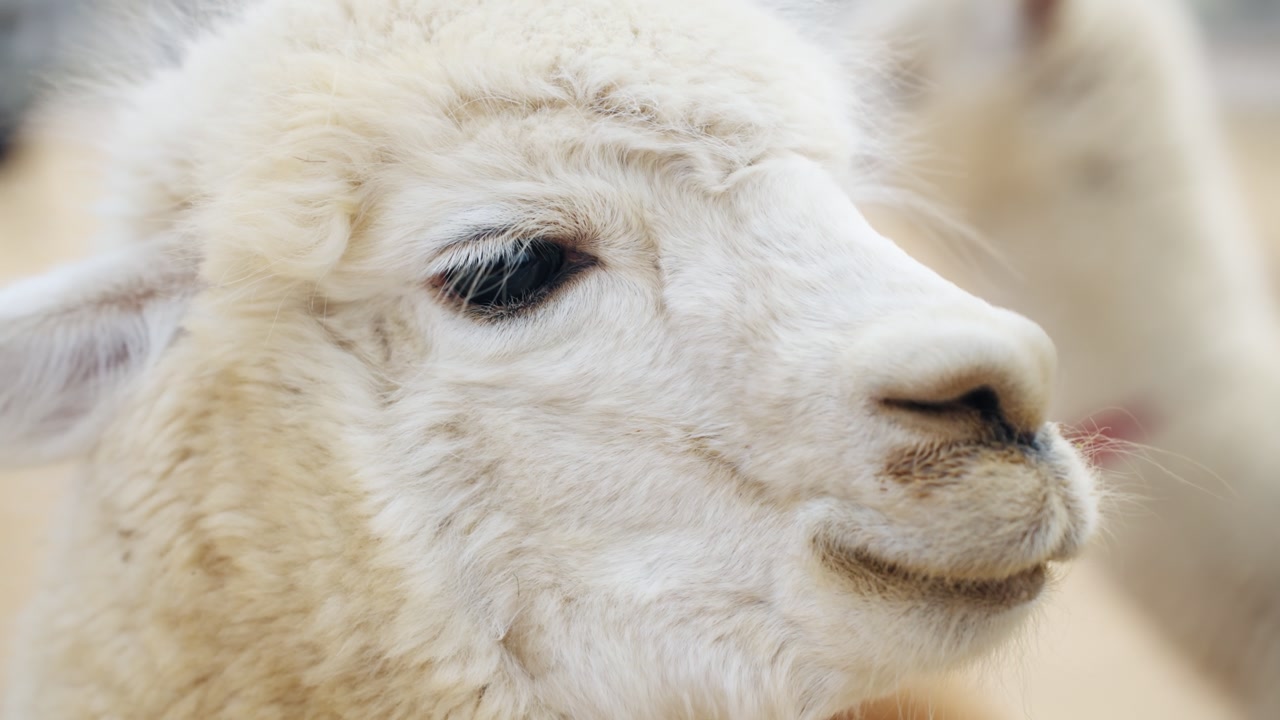 Fluffy alpaca standing quietly in natural outdoor setting during spring at Anseong Gyeonggi-do agricultural site - extreme close-up