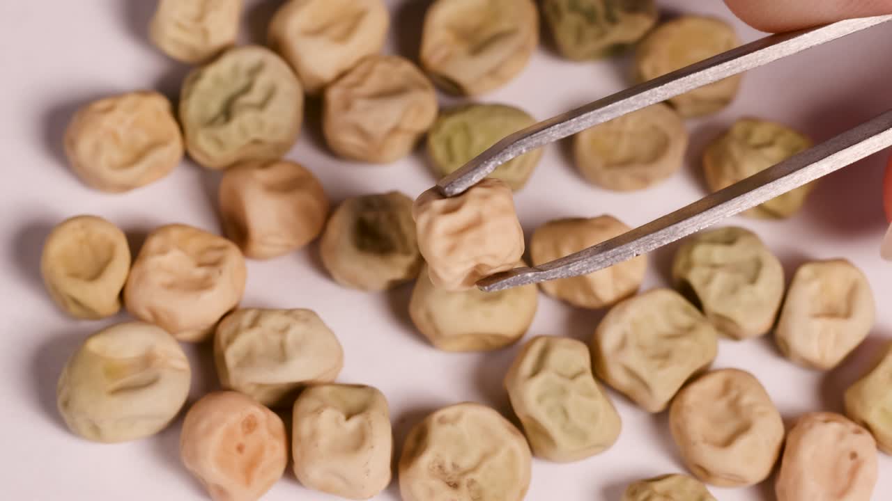Close-up video of tweezers handling dwarf pea seeds on a white surface under bright lighting