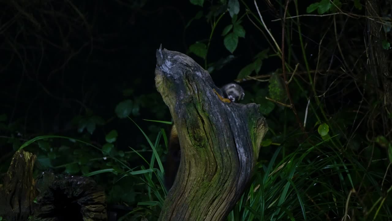 European polecat steps around tree trunk slowly, head low and alert in shaded forest floor