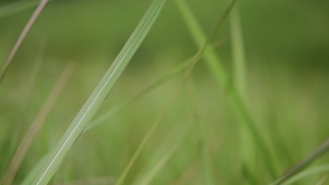 Una-Hierba-Perenne-Originaria-De-Asia-Tropical-Y-Subtropical-Y-También-Introducida-En-Varios-Países