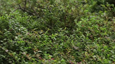 Muchos-Arándanos-En-Arbustos-En-Un-Bosque-Sueco