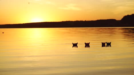floating paper boats on the water at sunset. paper boat. origami.