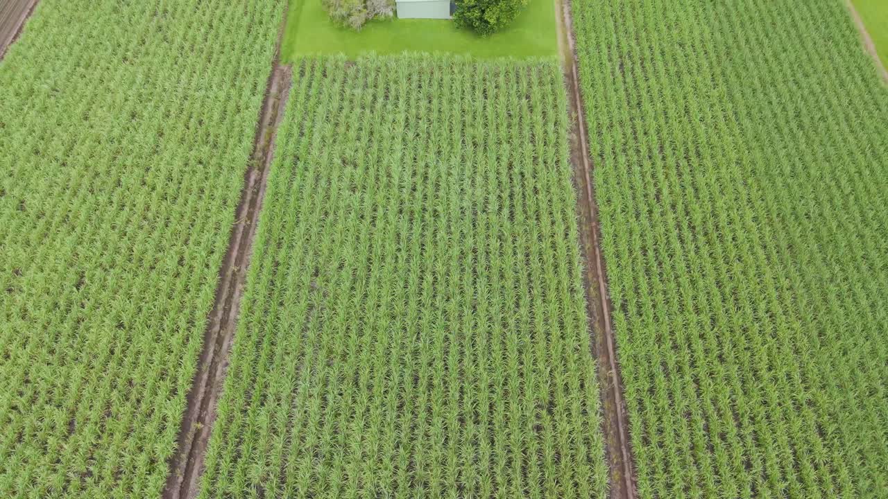 사탕수수 과 농장의 공중 촬영