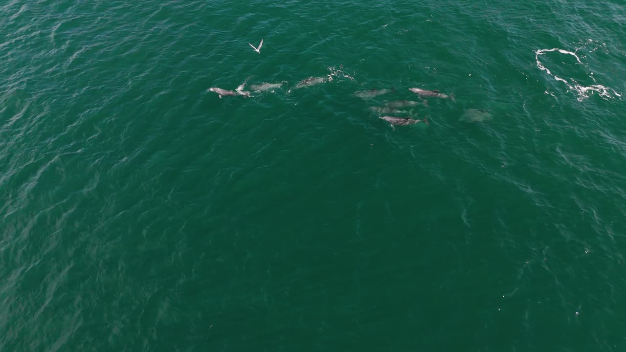 돌고래 들 이 물고기 들 과 놀고 있다