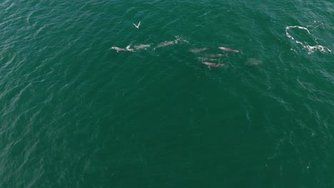 un grupo de delfines jugando con peces.