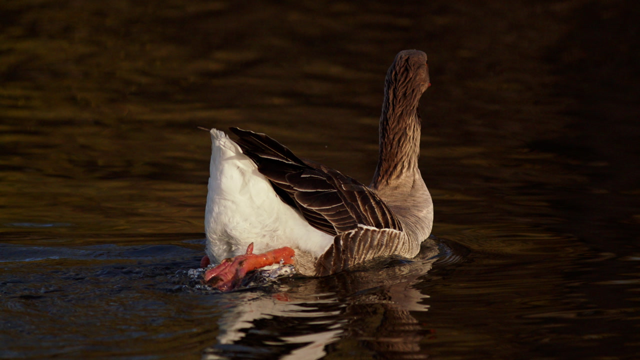 A goose swimming in slow motion in mystical morning light