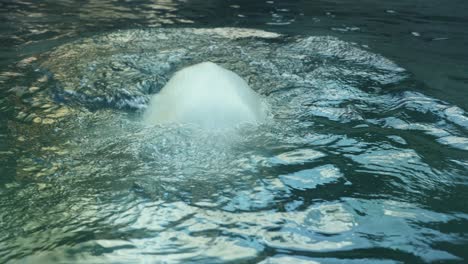 adult polar bear eating some fish that was thrown near him and falls into the water