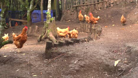 poultry in latin america in home