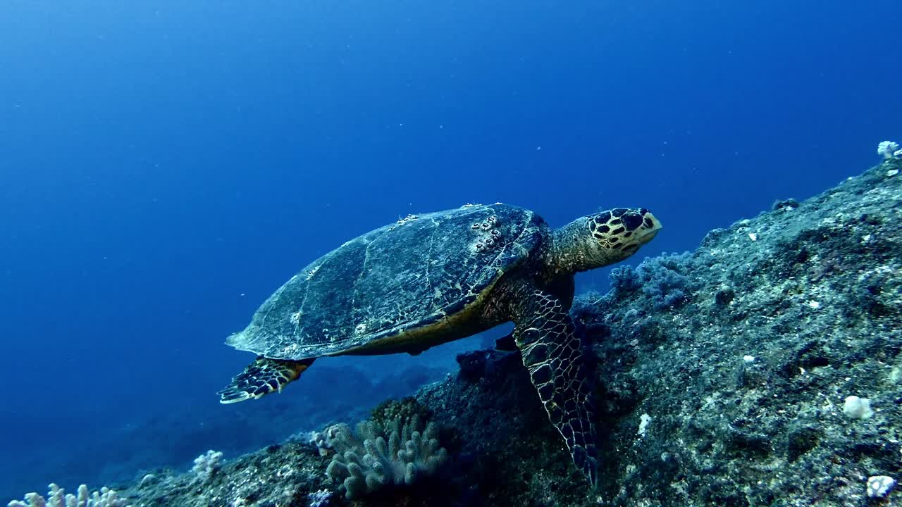 Hawksbill sea turtle swims in blue water by stony seafloor, close view