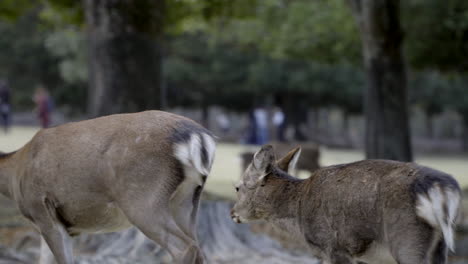 Joven-Ternero-Japonés-Sika-Ciervo-O-Cervatillo-Tratando-De-Alimentarse-De-La-Madre-En-El-Parque-Nara