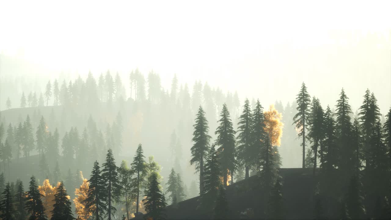 해가 지는 산의 배경에 안개에 스프루스 숲에서  ⁇ 빛