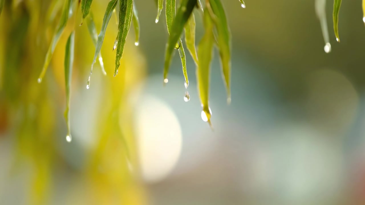 緑の柳の葉から滴る雨粒