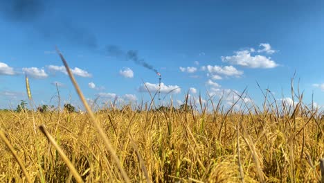 Oil-refining-facility-burning-gas-with-black-smoke-in-sky-across-paddy-rice-field,-pollution-concept