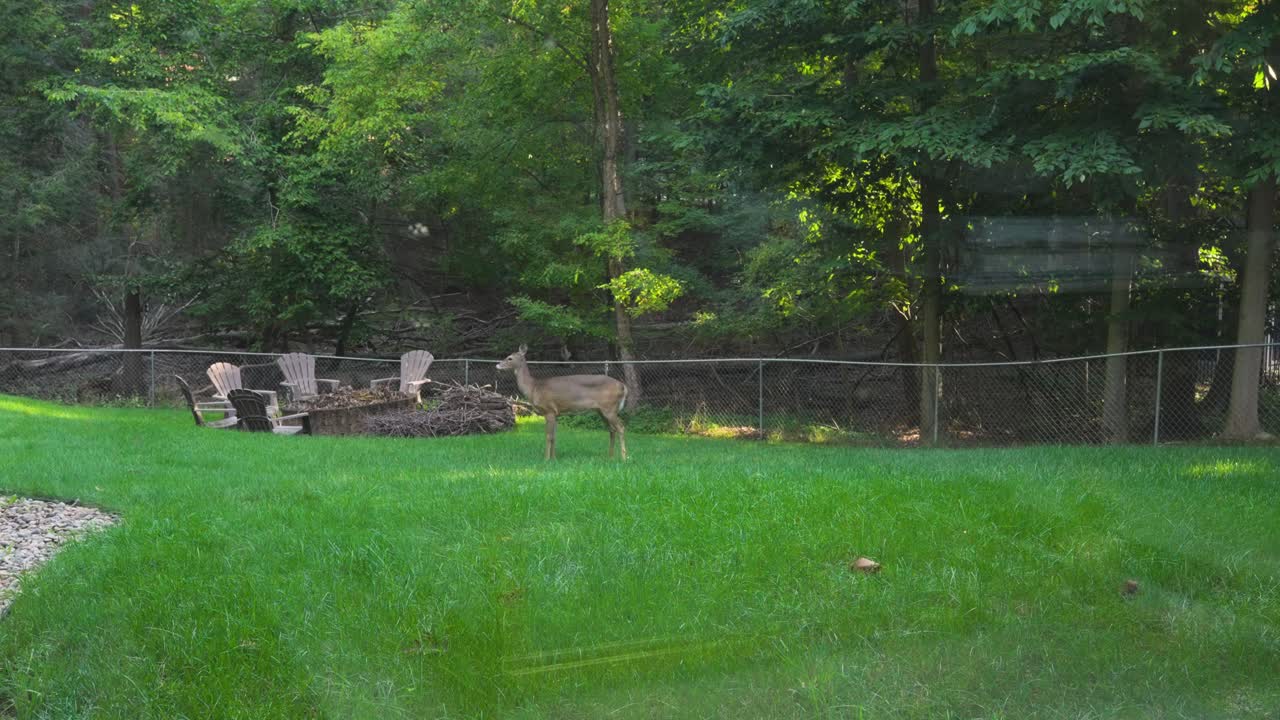 A wandering white-tail padding along in a backyard