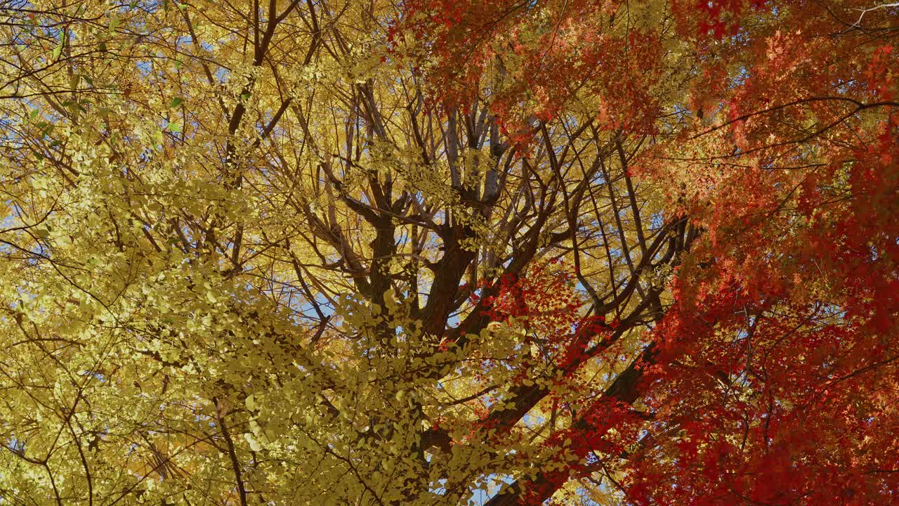 A breathtaking shot of the sun glowing through vibrant red maple foliage. Captured the magical autumn light in Tokyo's historic Rikugien Garden