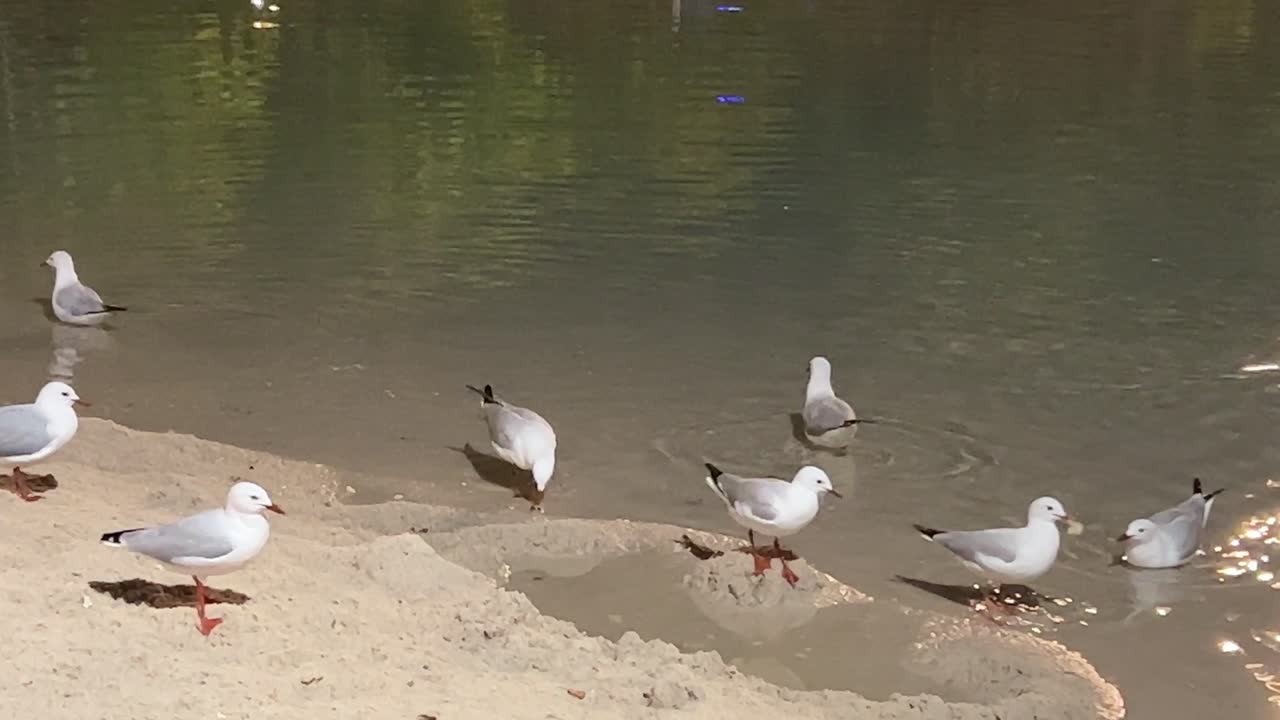 Urban silver gulls, chroicocephalus novaehollandiae swimming on rippling water toward the sandy beach shore, foraging and scavenging for food at downtown south Brisbane city at night.