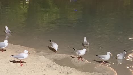 urban silver gulls, chroicocephalus novaehollandiae swimming on rippling water toward the sandy beach shore, foraging and scavenging for food at downtown south brisbane city at night.