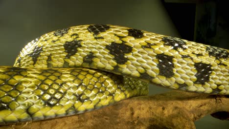 Close-up of a Snake's Scales