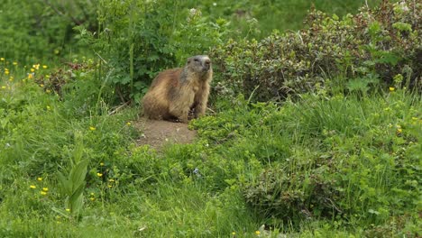 alpine marmot also called murmeltier in the alps of austria keeps an eye on his environment