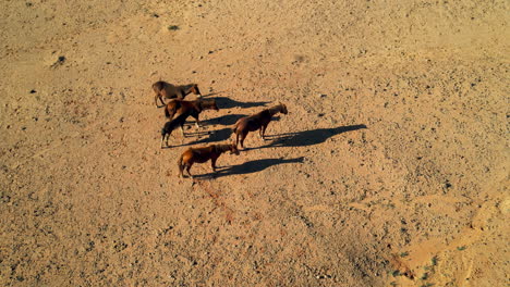 una perspectiva aérea de caballos salvajes descansando en arizona
