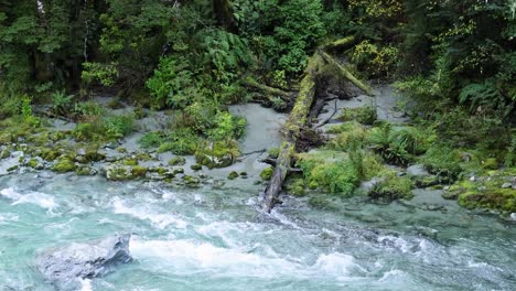 clear mountain stream rushes past mossy rocks and dense green foliage in a temperate rainforest. natural daylight, steady camera, tranquil outdoor setting