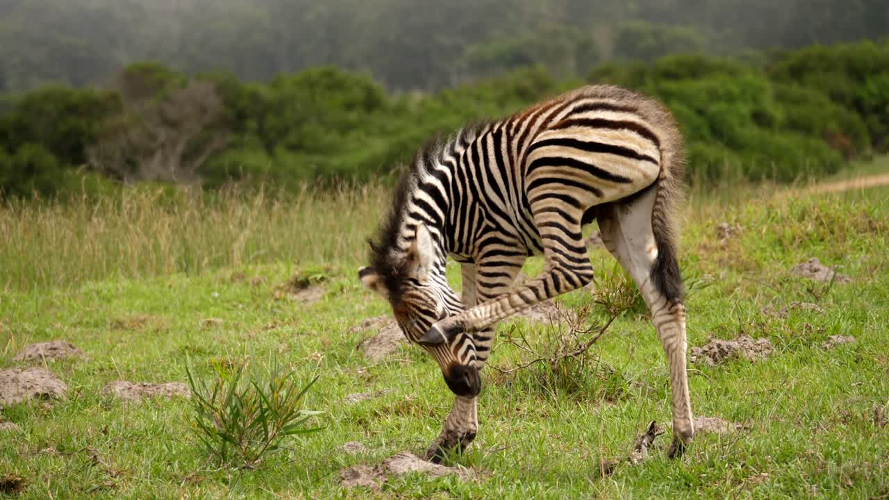 potro de cebra se rasca el hocico en el parque nacional de elefantes addo, día