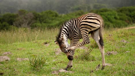 zebra foal scratches muzzle in addo elephant national park, day