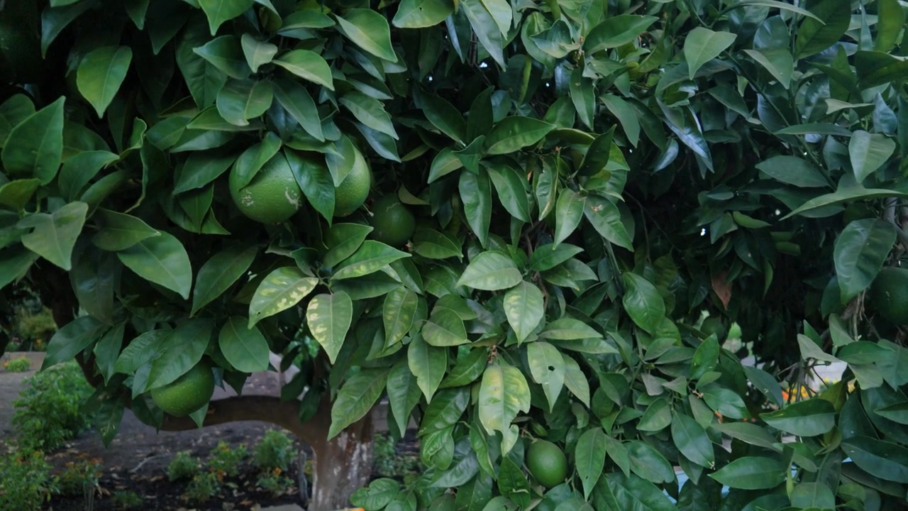 Ripresa fluida che mostra un sano albero di arancio con un rigoglioso fogliame di agrumi verde che cresce in un giardino coltivato.