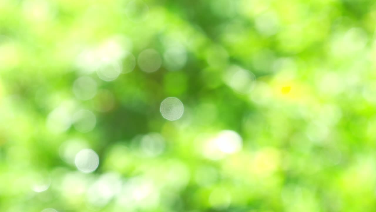 vista de la naturaleza de la hoja verde en un fondo de vegetación borrosa, naturaleza abstracta de fondo verde borroso.