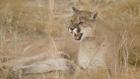 Mountain-lion-snarling-in-slow-motion