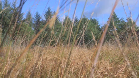 dry grasses moving in wind on autumn day