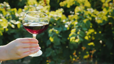 a hand is holding a glass with white wine against the background of a vineyard wine tasting at the w