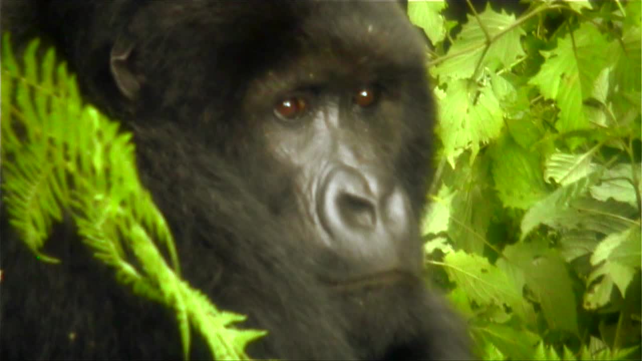 gorilas de montaña en la selva 1