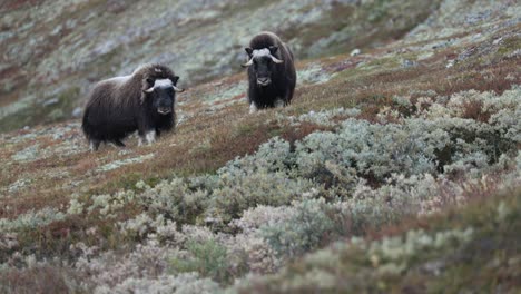 musk oxen on a slope during sunset in norway in autumnal scenery