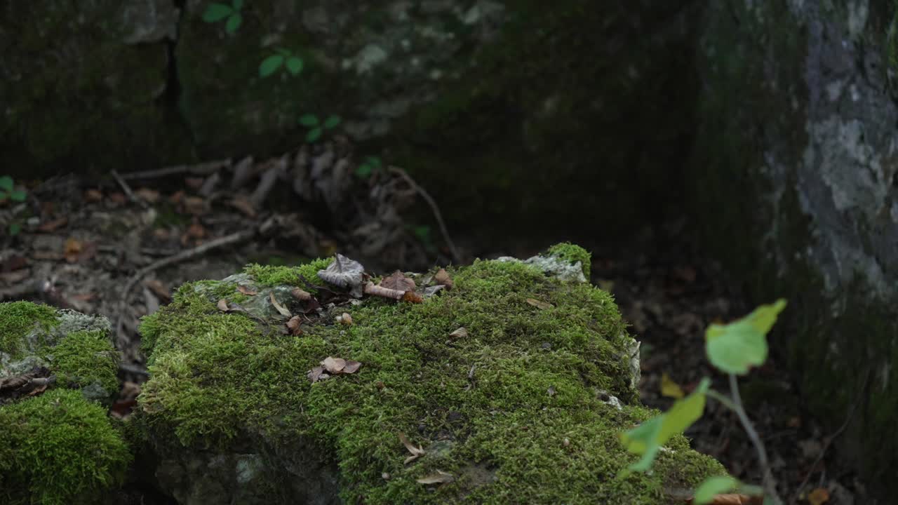 Muschio cresciuto su roccia, vegetazione all'interno di fitti ciuffi verdi nella foresta.