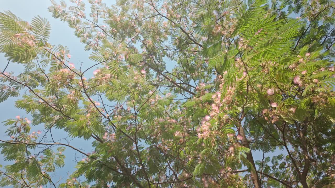 Looking up into sun dappled leafy flowering mimosa tree canopy