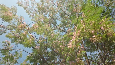 Looking-up-into-sun-dappled-leafy-flowering-mimosa-tree-canopy