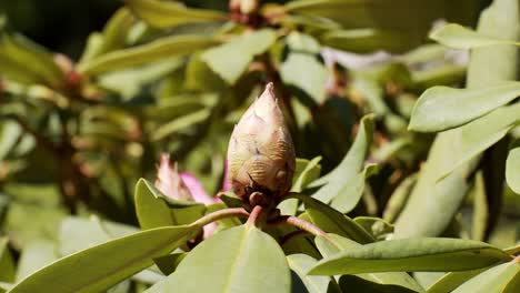 Flower-bud-ready-to-bloom,-green-background-with-pink-flowers-on-sunny-day,-close-up-shot