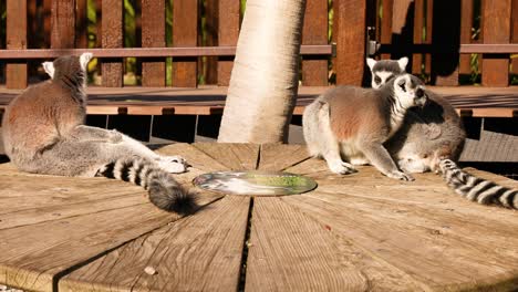 two lemurs engaging in playful interaction