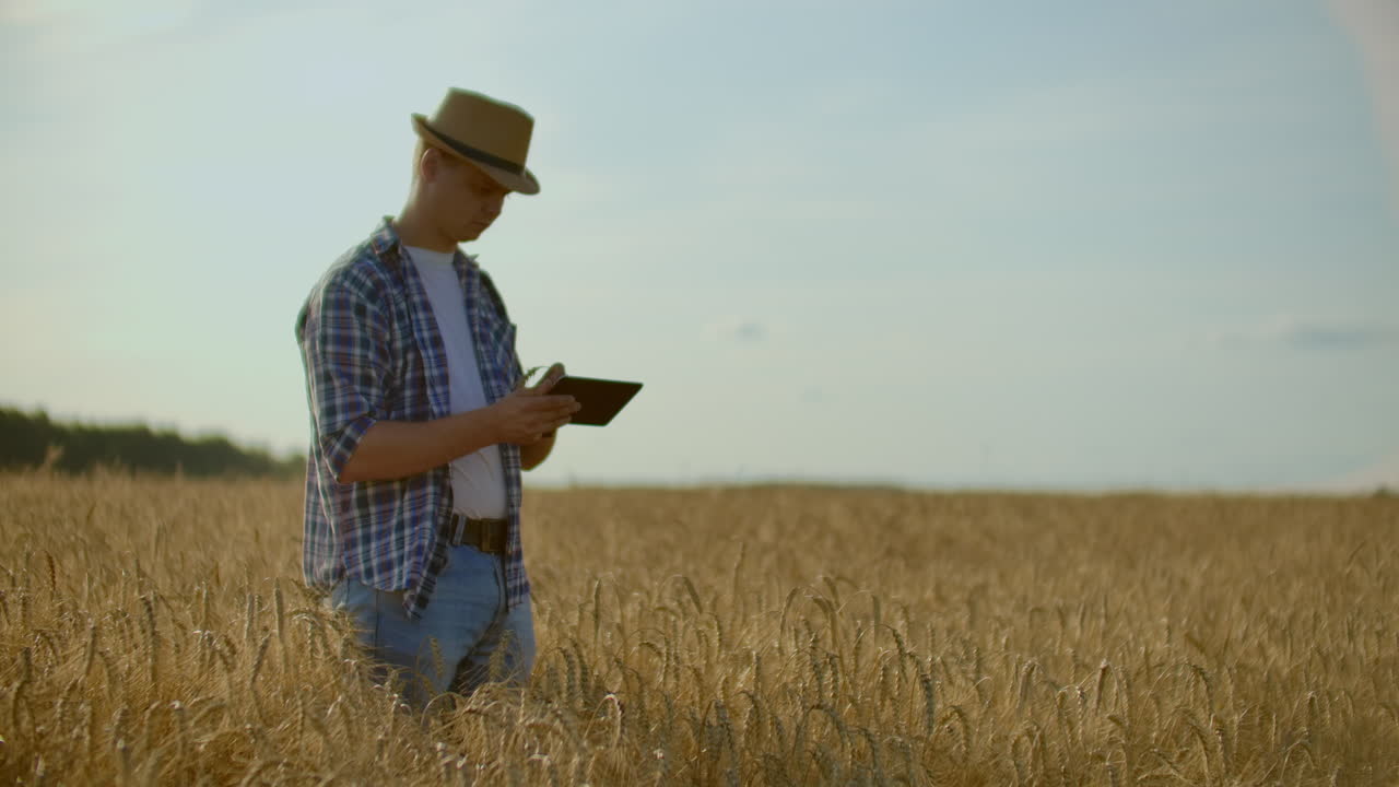 un joven agricultor con una tableta en un sombrero en un campo de centeno toca el grano y mira los brotes y presiona sus dedos en la pantalla de la computadora