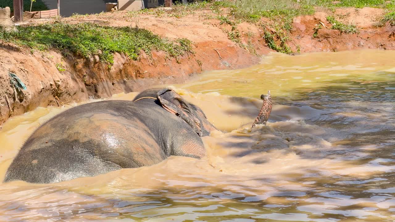 En asiatisk elefant svømmer og dykker helt ned i en mudret flod i skarpt dagslys.
