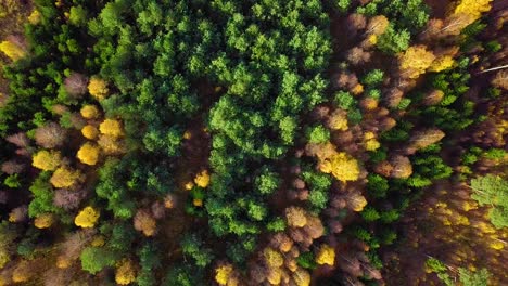 autumn in a forest, aerial top view, mixed forest, green conifers, birch trees with yellow leaves, fall colors countryside woodland, nordic forest landscape, wide birdseye dolly shot moving right