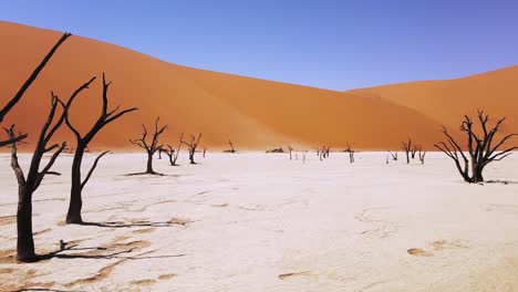 Drone-4k-Orbitando-Cerca-De-árboles-Muertos-De-Espinas-De-Camello-En-Deadvlei,-Cerca-De-Sossusvlei,-Parque-Namib-naukluft,-Namibia