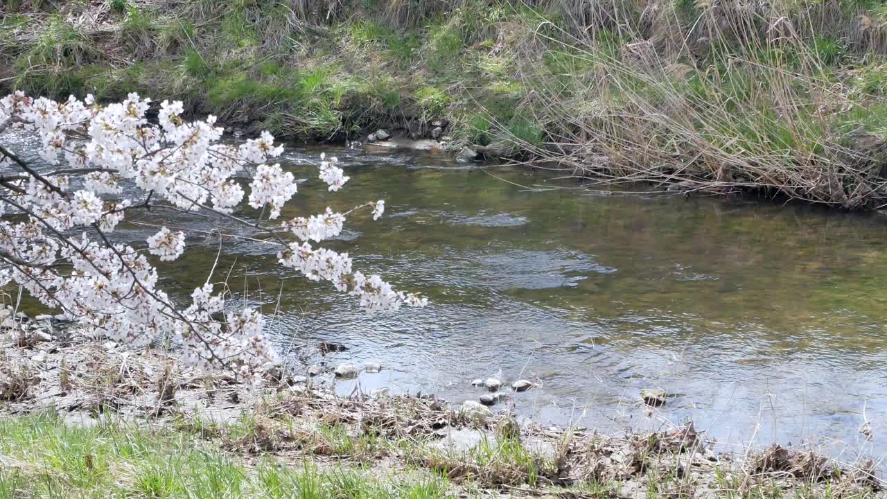 봄철 만발한 사쿠라 꽃 시즌에 작은 운하를 배경으로 사쿠라 꽃의 풍경, 후쿠시마-하나미 꽃 시즌-4k uhd 비디오 영화의 칸논지 강