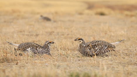 two sharp tailed grouse males in battle, lekking and dancing, close up